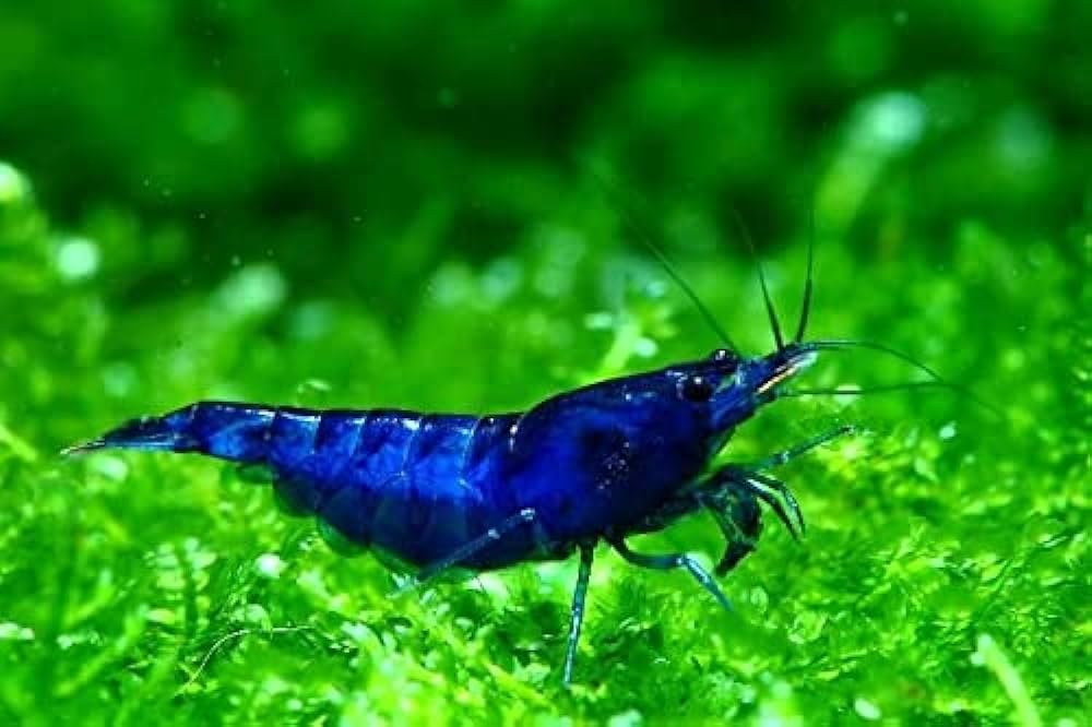 20 High Grade Blue Dream Freshwater Shrimp E717190
